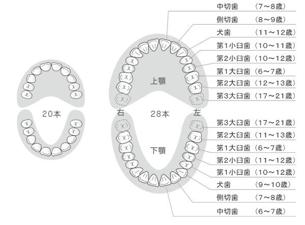 永久歯の生え替わりの時期