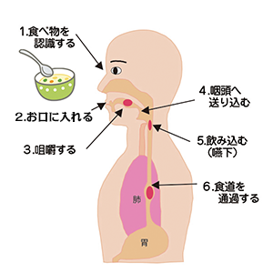 嚥下の仕組み